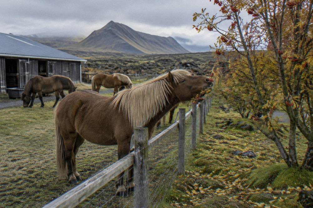 Icelandic horses grazing near a stable at the edge of a lava field