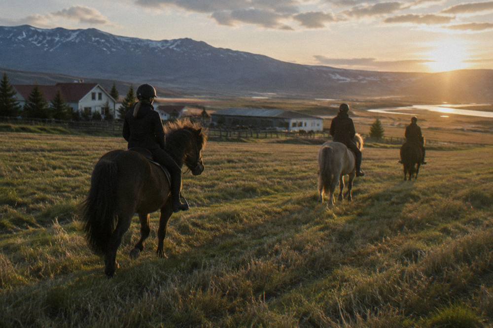 Riders on Icelandic horses crossing open grassland under a bright late evening sky