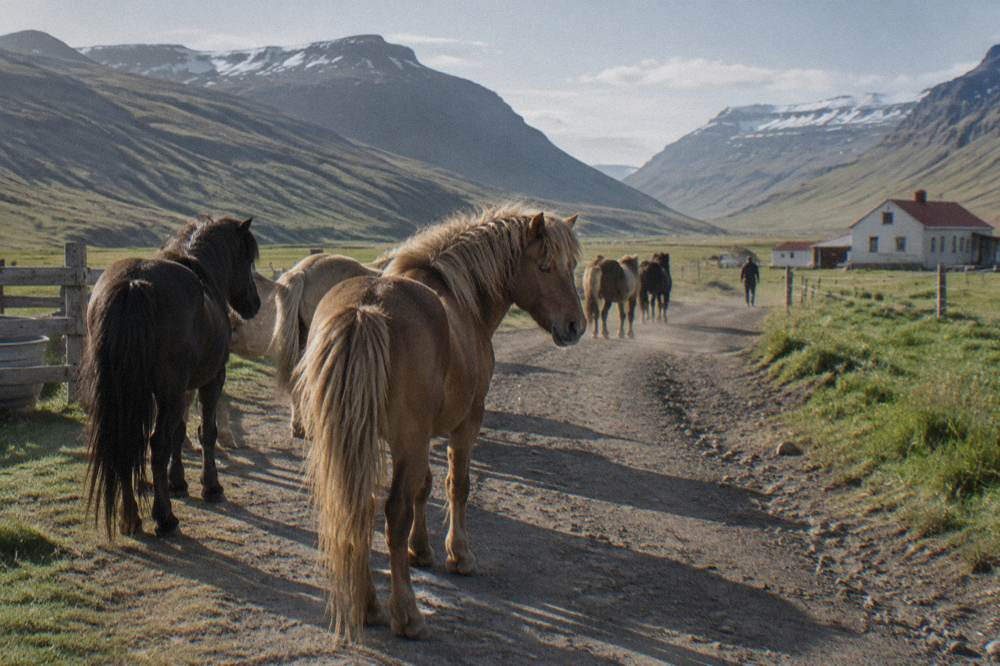 Icelandic horses standing on a dirt farm track with long shadows in low evening sunlight