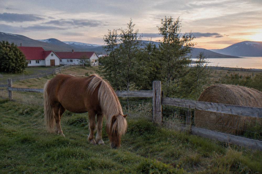 An Icelandic horse grazing beside a rustic wooden fence at a farm under soft evening light