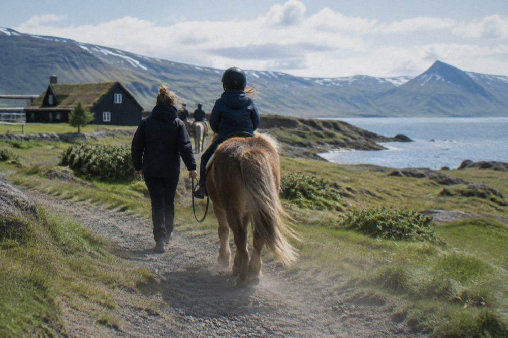 A child wearing a riding helmet sitting on an Icelandic horse led by a guide on a gravel path