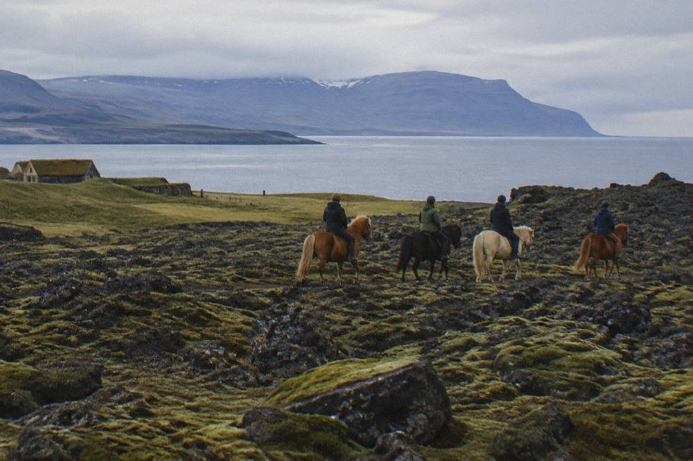 A small group of riders crossing a flat lava field on Icelandic horses in soft daylight