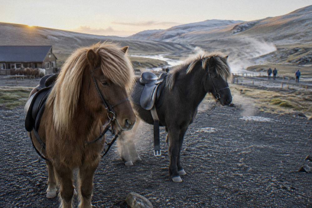 Icelandic horses standing on a lava field with hills behind