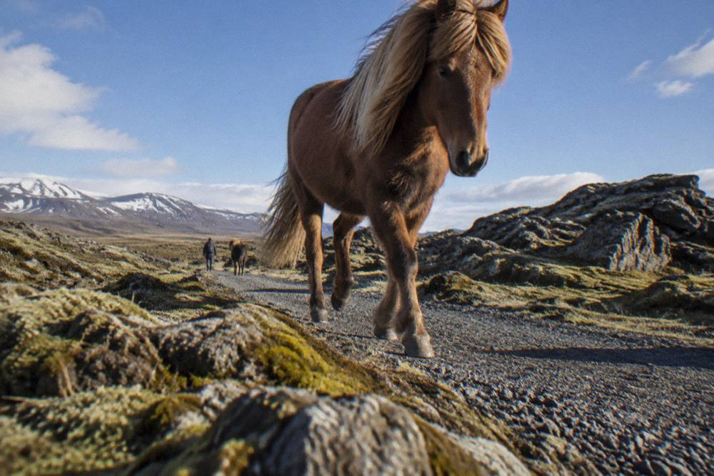 An Icelandic horse moving at tolt along a gravel trail through mossy lava fields