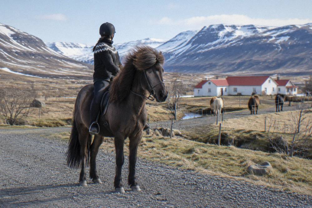 A rider seated on an Icelandic horse on a gravel path beside open countryside