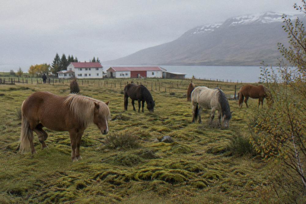 Icelandic horses grazing beside a mossy volcanic plain under a wide sky