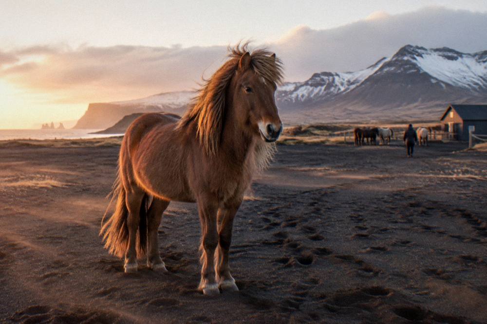 An Icelandic horse standing on a dark volcanic sand path with distant mountains
