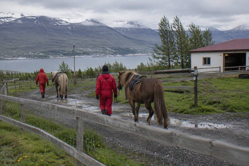 Riders in rain overalls walking Icelandic horses along a gravel path